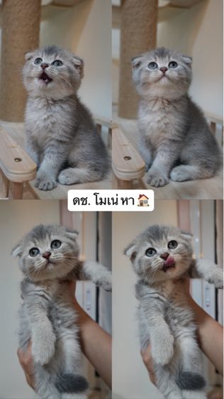 ลูกแมว รูปที่ 5