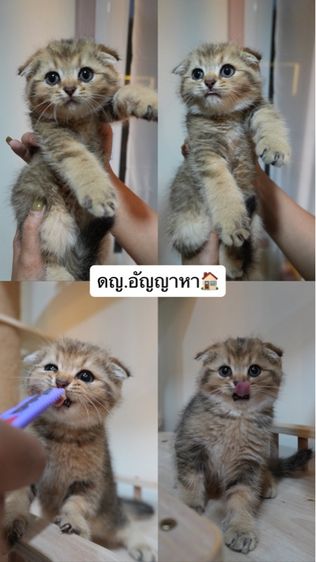 ลูกแมว รูปที่ 3