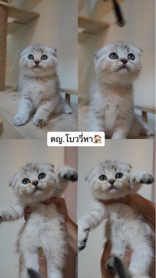 ลูกแมว รูปที่ 2