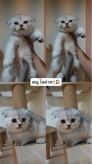 ลูกแมว รูปที่ 4