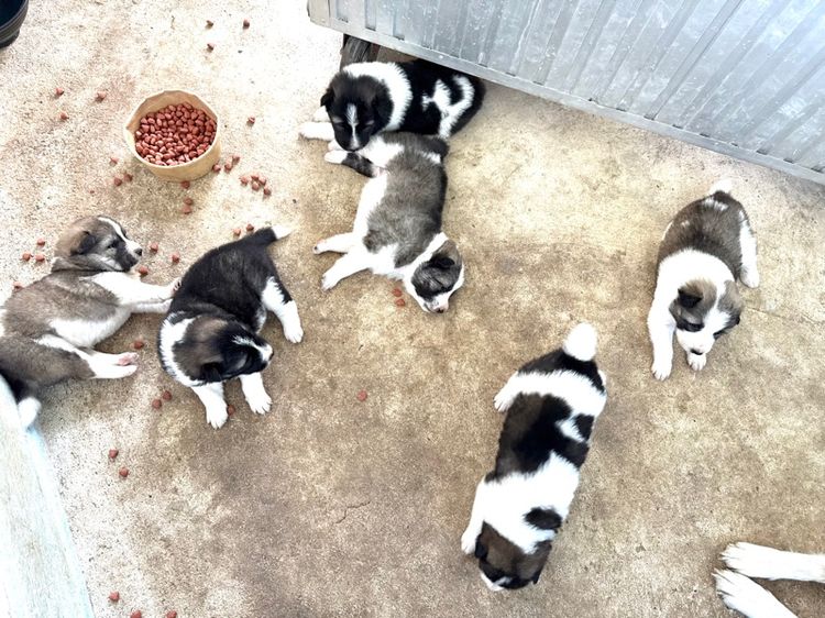 ขายบางแก้วหน้าหมี รูปที่ 7