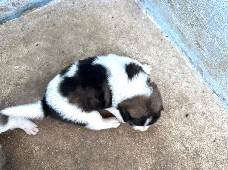 ขายบางแก้วหน้าหมี รูปที่ 13