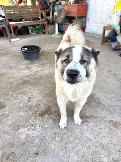 ขายบางแก้วหน้าหมี รูปที่ 18