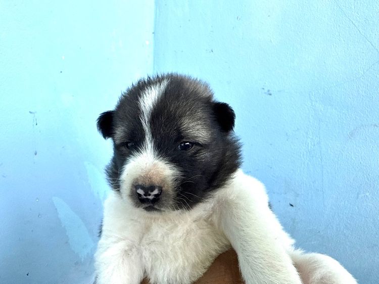 ขายบางแก้วหน้าหมี รูปที่ 14