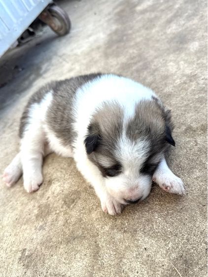 บางแก้ว (Thai Bangkaew Dog) เล็ก ขายบางแก้วหน้าหมี