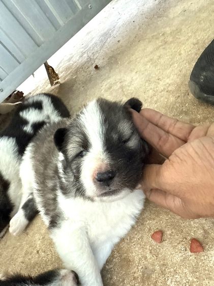 ขายบางแก้วหน้าหมี รูปที่ 11