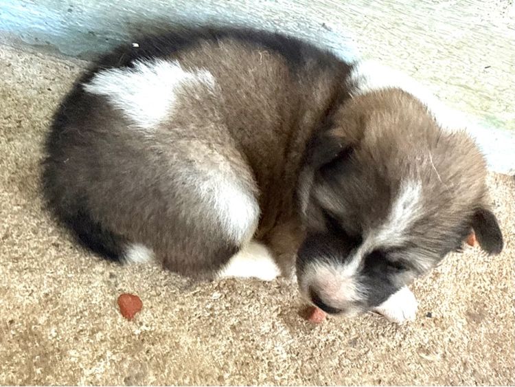 ขายบางแก้วหน้าหมี รูปที่ 2