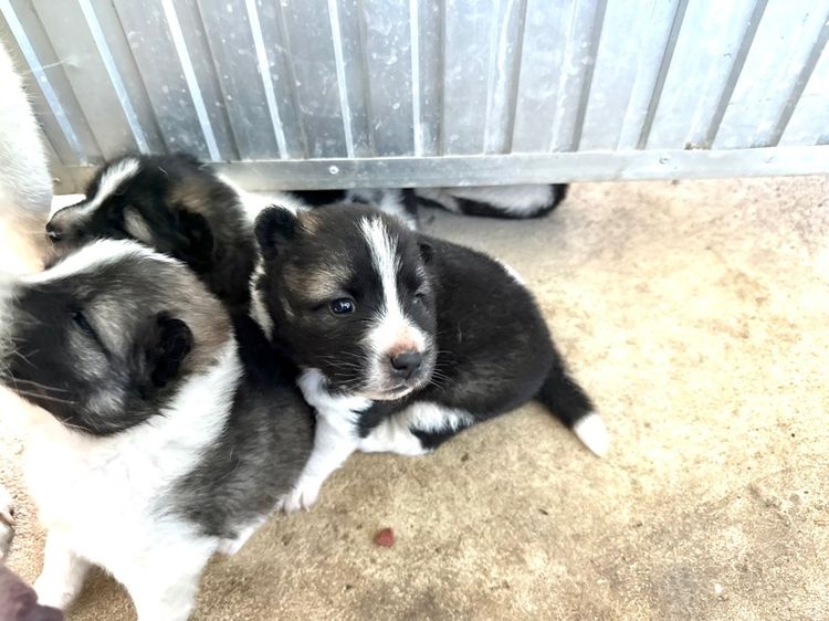 ขายบางแก้วหน้าหมี รูปที่ 3