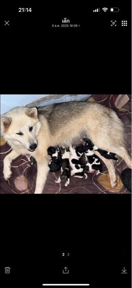 ขายบางแก้วหน้าหมี รูปที่ 17