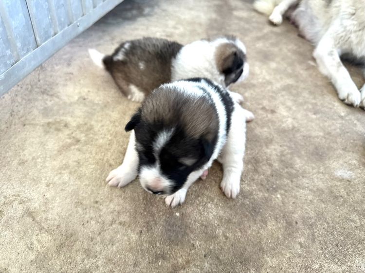 ขายบางแก้วหน้าหมี รูปที่ 5