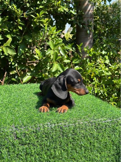 ดัชชุนมินิ รูปที่ 2