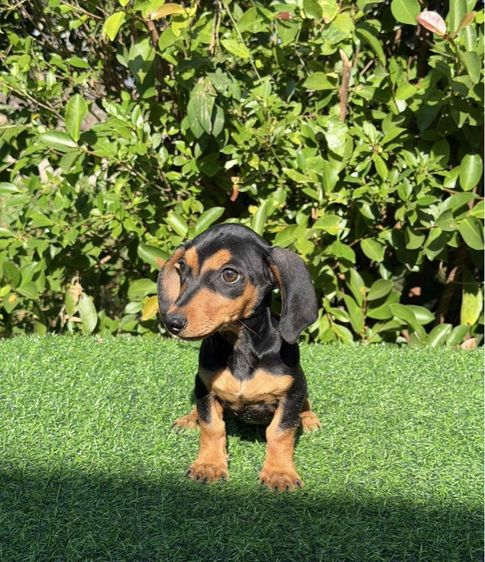 ดัชชุนมินิ