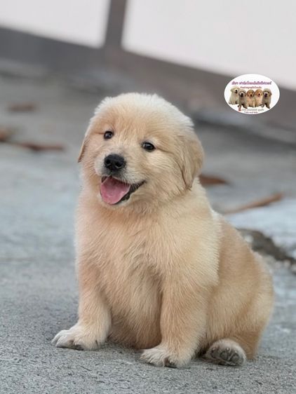 โกลเด้นรีทรีฟเวอร์ รูปที่ 3