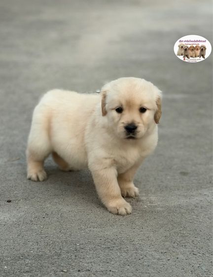 โกลเด้นรีทรีฟเวอร์ รูปที่ 2