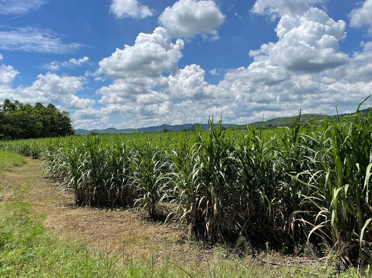 ที่ดินสวยแปลงใหญ่