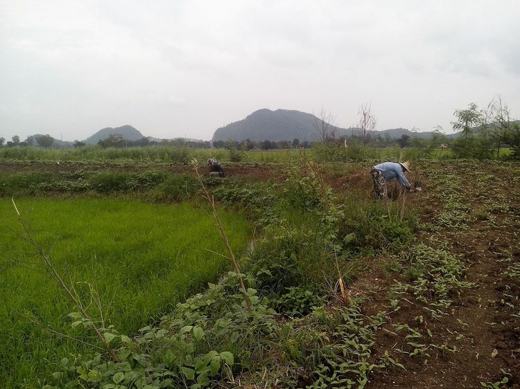 ที่ดินสวยแปลงใหญ่ รูปที่ 4