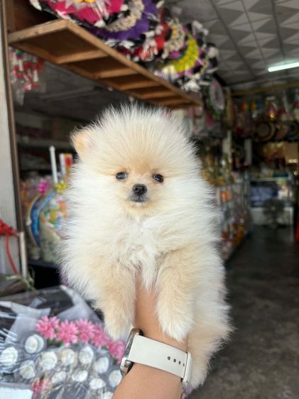 ปอมเมอเรเนียน (Pomeranian) เล็ก ปอมผู้ 2 เดือน