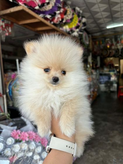 ปอมผู้ 2 เดือน รูปที่ 2