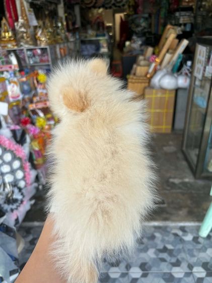 ปอมผู้ 2 เดือน รูปที่ 4