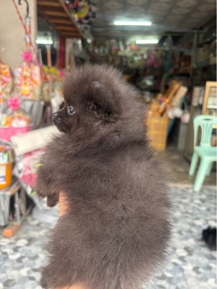 ปอมเมอเรเนียน (Pomeranian) เล็ก ปอมเพศเมีย 2 เดือน