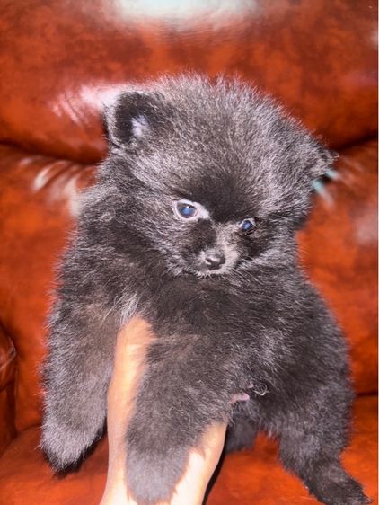 ปอมเมอเรเนียน (Pomeranian) เล็ก ปอมเพศเมีย 2 เดือน