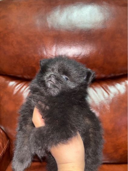 ปอมเพศเมีย 2 เดือน รูปที่ 2