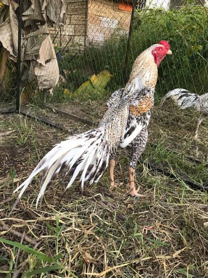 ไก่ลายหางขาวรอยใหญ่ๆ รูปที่ 4