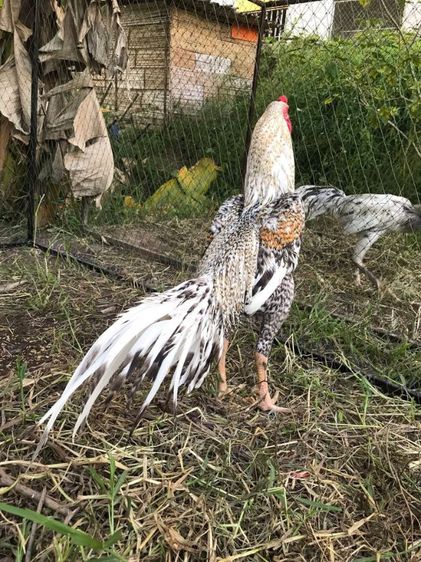 ไก่ลายหางขาวรอยใหญ่ๆ รูปที่ 2