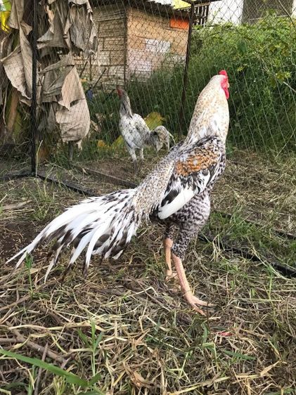 ไก่ลายหางขาวรอยใหญ่ๆ รูปที่ 3