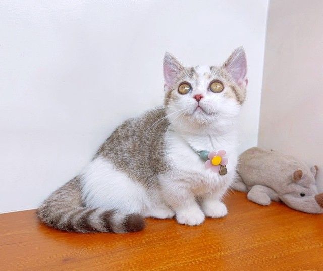 แมวขาสั้น แมวมันช์กิ้น สวย น่ารักฟุดๆ รูปที่ 9