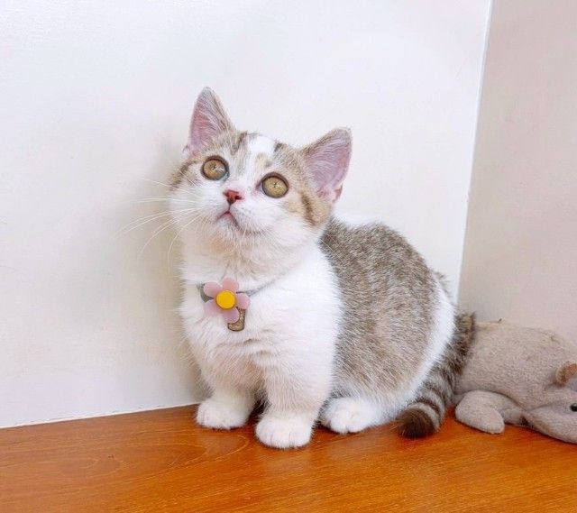 แมวขาสั้น แมวมันช์กิ้น สวย น่ารักฟุดๆ รูปที่ 12