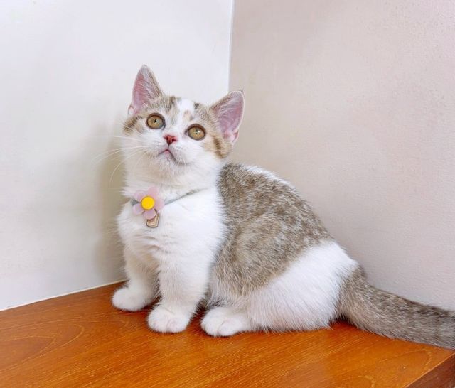 แมวขาสั้น แมวมันช์กิ้น สวย น่ารักฟุดๆ รูปที่ 13