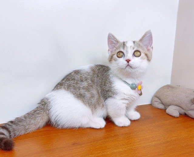 แมวขาสั้น แมวมันช์กิ้น สวย น่ารักฟุดๆ รูปที่ 11