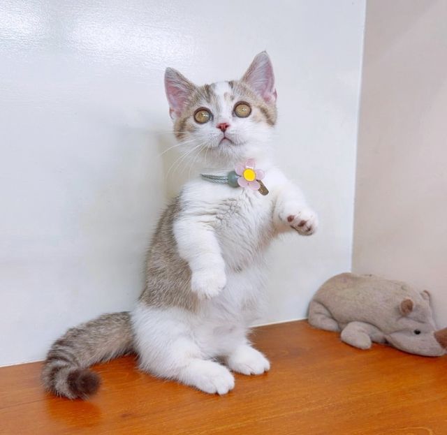 แมวขาสั้น แมวมันช์กิ้น สวย น่ารักฟุดๆ รูปที่ 14