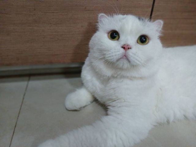 น้องแมวสก็อตติช หูพับ เพศผู้ อายุ2ขวบ มีใบเพ็ดWCF รูปที่ 3