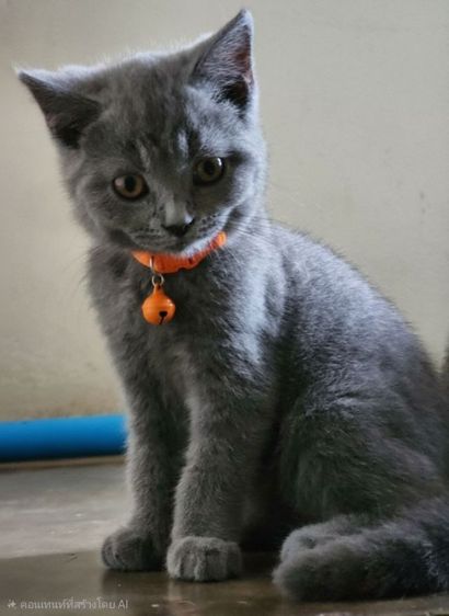 เด็กหญิง British shorthair