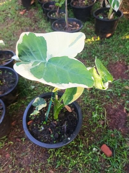 ต้นถุงเงินถุงทอง รูปที่ 10