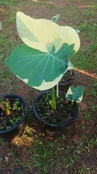 ต้นถุงเงินถุงทอง รูปที่ 15