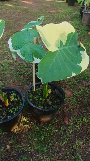 ต้นถุงเงินถุงทอง รูปที่ 12