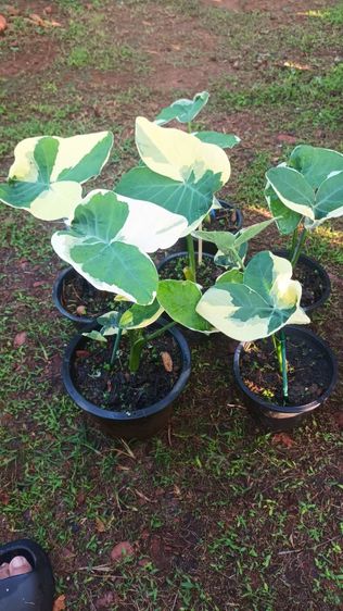 ต้นถุงเงินถุงทอง รูปที่ 13