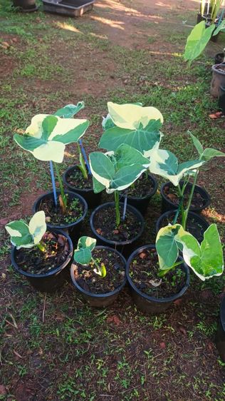 ต้นถุงเงินถุงทอง รูปที่ 8