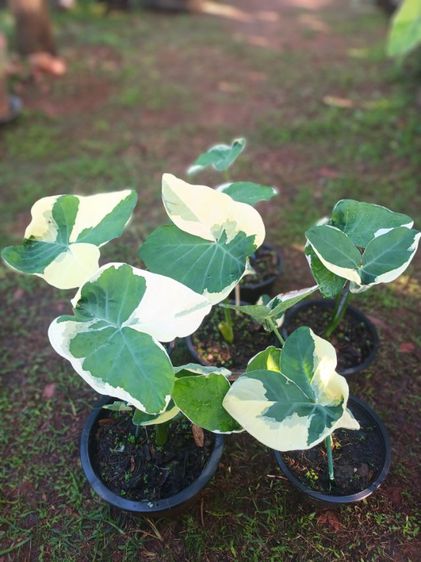 ต้นถุงเงินถุงทอง รูปที่ 17