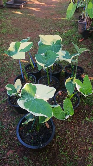 ต้นถุงเงินถุงทอง รูปที่ 9