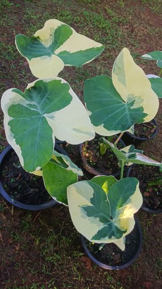 ต้นถุงเงินถุงทอง