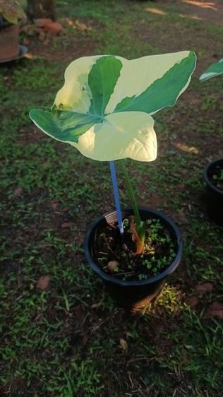 ต้นถุงเงินถุงทอง รูปที่ 11