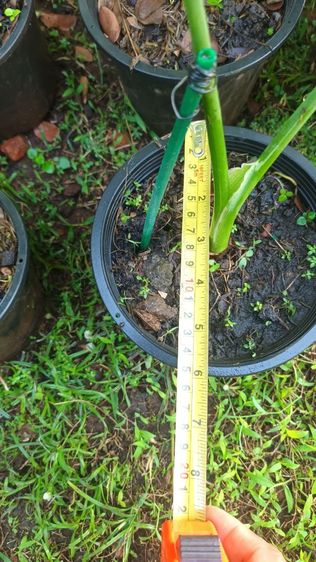 ต้นถุงเงินถุงทอง รูปที่ 6