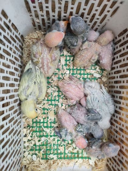 ขายลูกป้อน ขอบตา