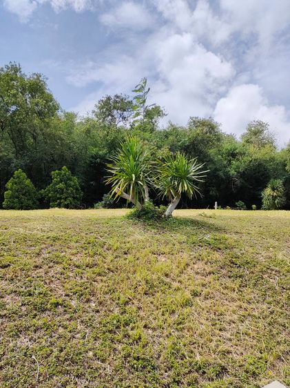 ขายที่ดินพร้อมโฉนด 1-1-32 ตรว. อ.ปากช่อง จ.นครราชสีมา ทำเลดี บรรยากาศร่มรื่น ด้านหลังติดภูเขา รูปที่ 3