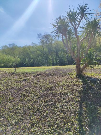 ขายที่ดินพร้อมโฉนด 1-1-32 ตรว. อ.ปากช่อง จ.นครราชสีมา ทำเลดี บรรยากาศร่มรื่น ด้านหลังติดภูเขา รูปที่ 4