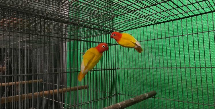 เลิฟเบิร์ด